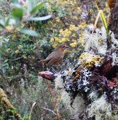 Grallaria quitensis