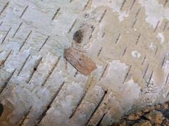 Lithophane patefacta