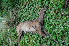 Odocoileus virginianus ustus