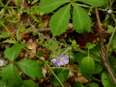Phacelia bipinnatifida