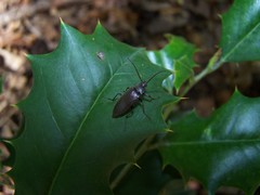 Capnochroa fuliginosa