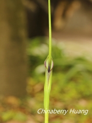 Pinellia ternata