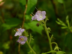 Phacelia bipinnatifida