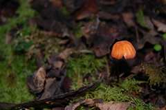 Marasmius ruber