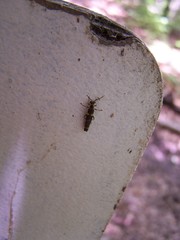 Trypherus latipennis