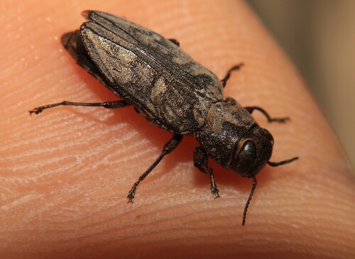Chrysobothris merkelii