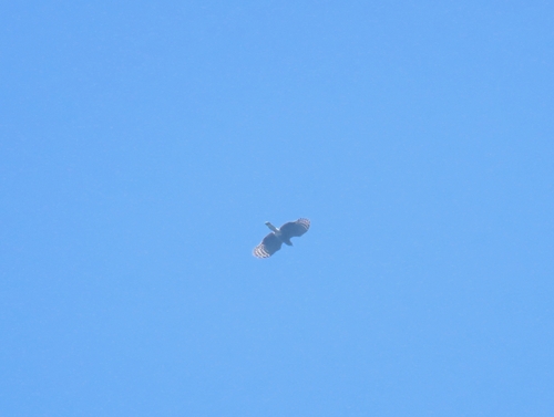 Hook-billed Kite