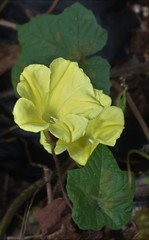 Camonea vitifolia
