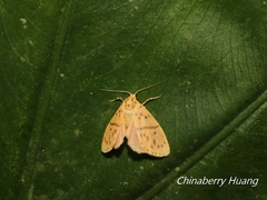 Miltochrista arcuata