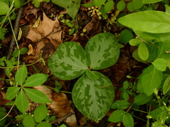 Trillium cuneatum