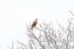 Buteo buteo