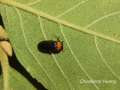 Abscondita cerata
