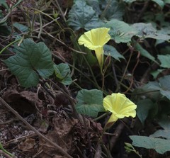 Camonea vitifolia