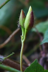 Camonea vitifolia