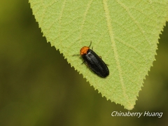Abscondita cerata