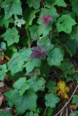 Camonea vitifolia