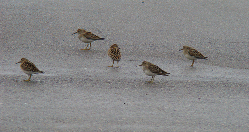 iNaturalist image