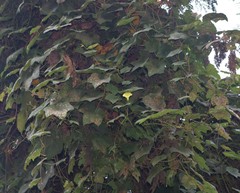 Camonea vitifolia