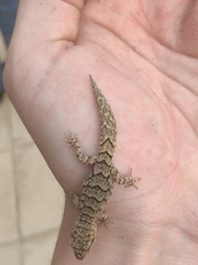 Mediodactylus orientalis