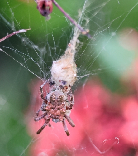 Tropical Tent-web Spider