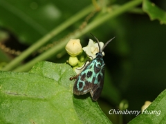 Clelea formosana