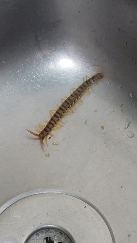Mediterranean Banded Centipede