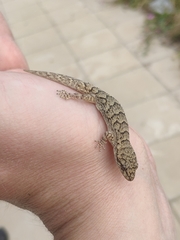 Mediodactylus orientalis