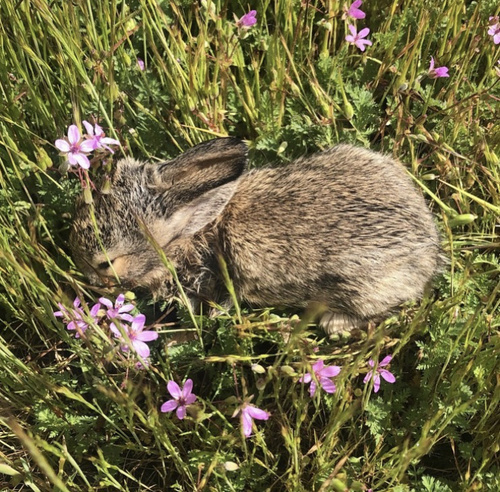 Erodium cicutarium iNat (2)