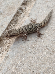 Mediodactylus orientalis