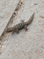 Mediodactylus orientalis