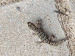 Mediodactylus orientalis