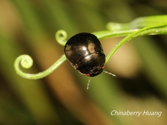 Brachyplatys punctipes