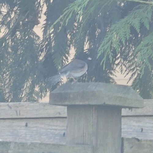 Dark-eyed Junco
