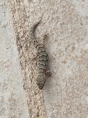 Mediodactylus orientalis