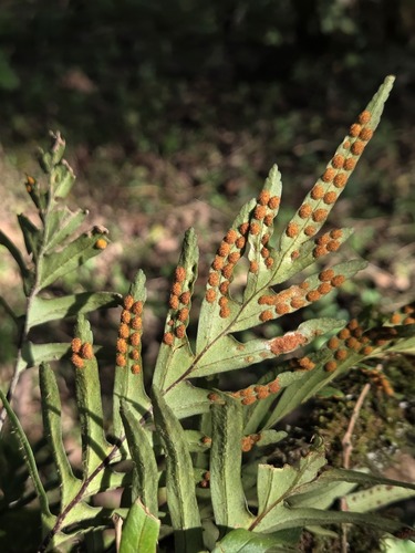 Pleopeltis pleopeltifolia