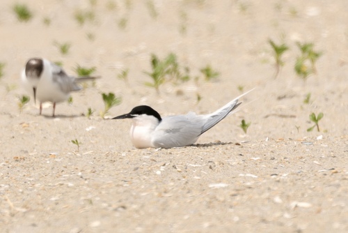 iNaturalist image