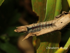 Lymantria xylina
