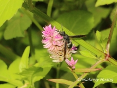 Allorhynchium chinense