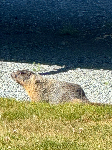 Yellow-bellied Marmot