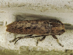 Ataxia crypta