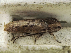 Ataxia crypta