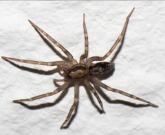 Liocranum rupicola