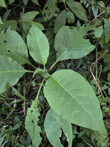 bugweed