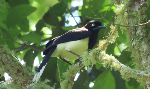 Black-chested Jay