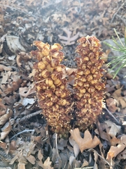 Conopholis alpina, photograph (c) neongridcities, some rights reserved (CC BY)