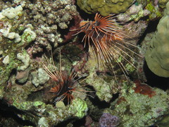 Pterois cincta