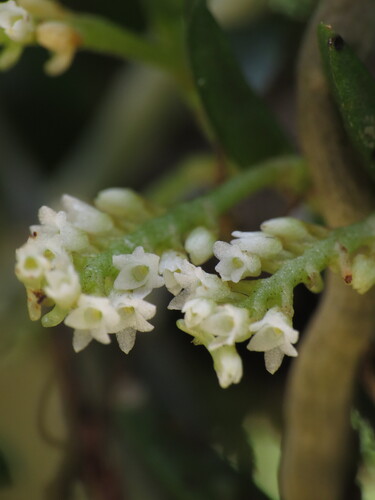 Campylocentrum brenesii