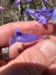 Penstemon roezlii, photograph author not stated, no rights reserved