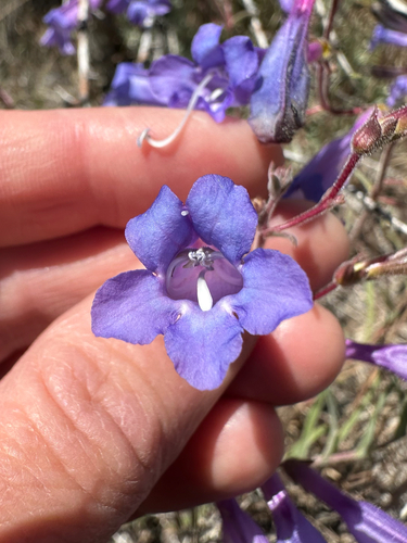 Penstemon roezlii
