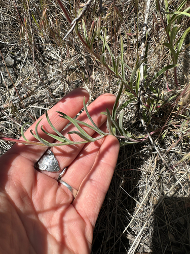 Penstemon roezlii, photograph 5